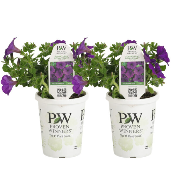Proven Winners Supertunia Royal Velvet Supertunia