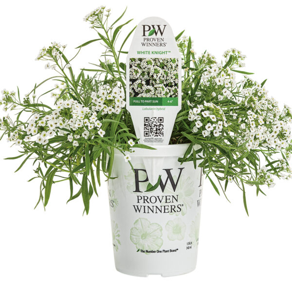 Proven Winners Sweet Alyssum White Knight