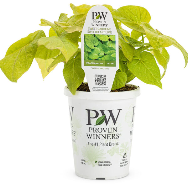 Proven Winners Sweet Potato Vine Ipomoea Sweet Caroline Sweetheart Lime