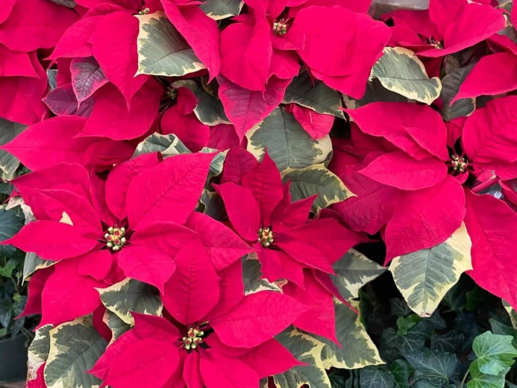 Poinsettias: Demystifying this Favorite Christmas Plant