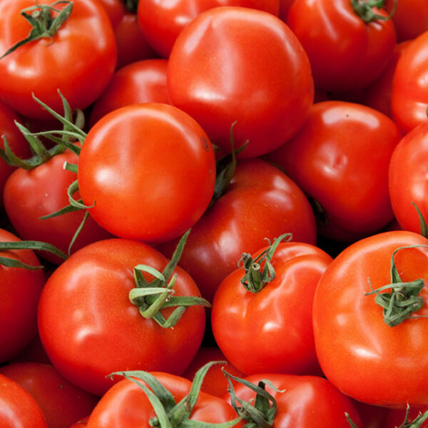 Chef Jeff "Early Girl" Small Slicer Tomato