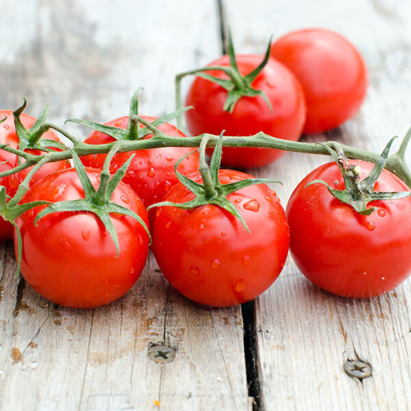 Chef Jeff "Large Cherry" Cherry Tomato