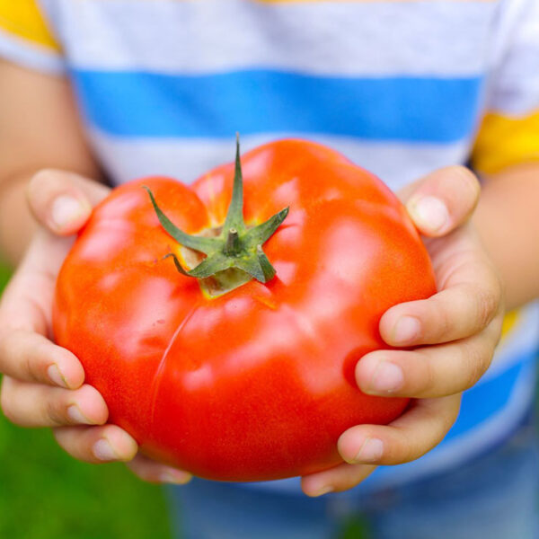 Chef Jeff "Mortgage Lifter" Large Slicer Heirloom Tomato