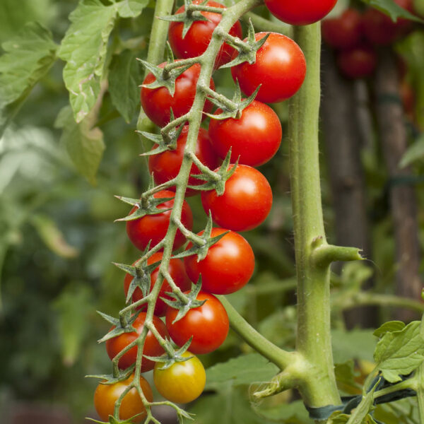 Chef Jeff "Sweet 100" Tomato