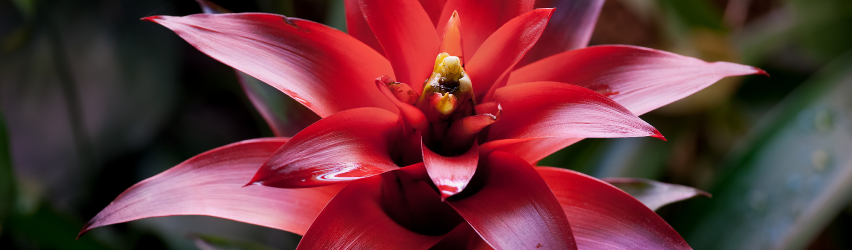 Bromeliad