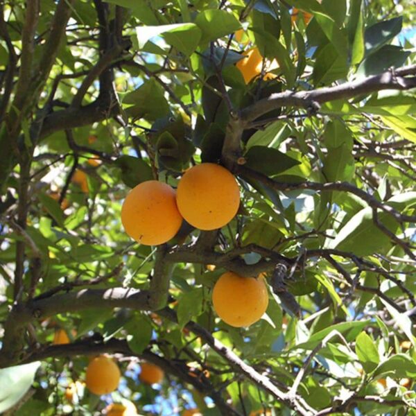 Valencia Orange #10 gallon pot - Treeform