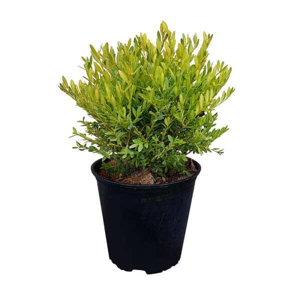 Green Gem Boxwood #2 gallon pot