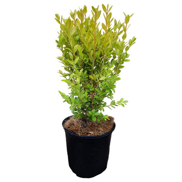 Green Mountain Boxwood #1 gallon pot