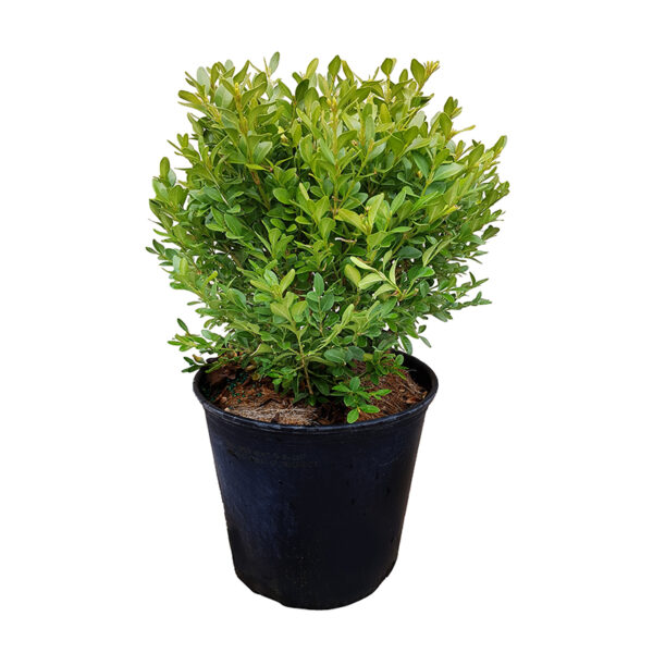 Green Velvet Boxwood #2 gallon pot