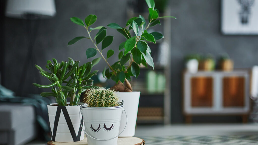 2020 House Plant Trends