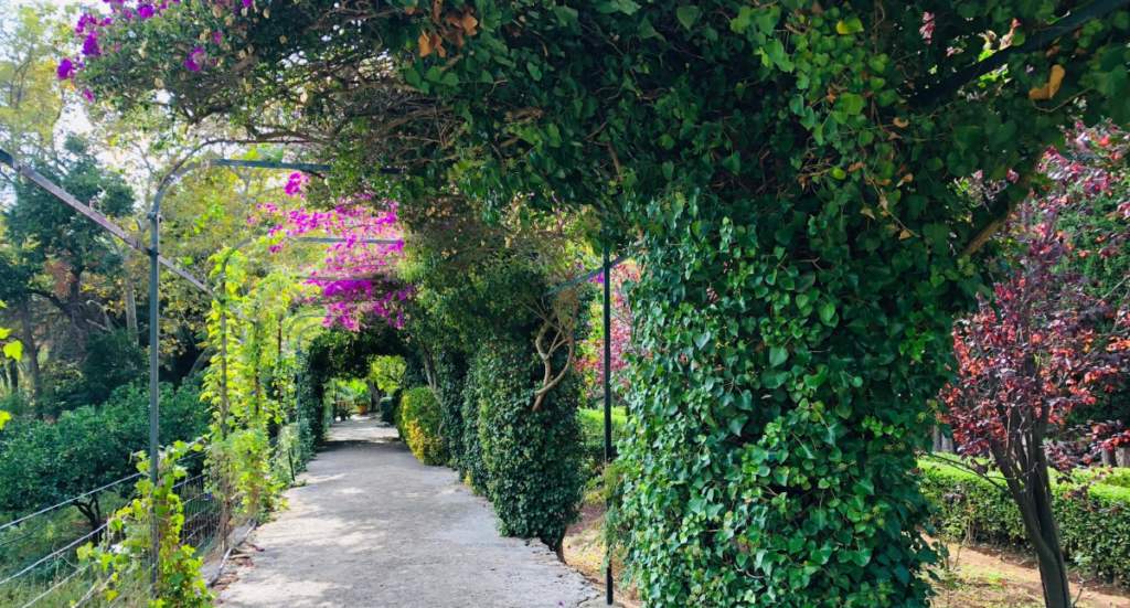 Gardening for the Senses: Creating a Sensory Garden