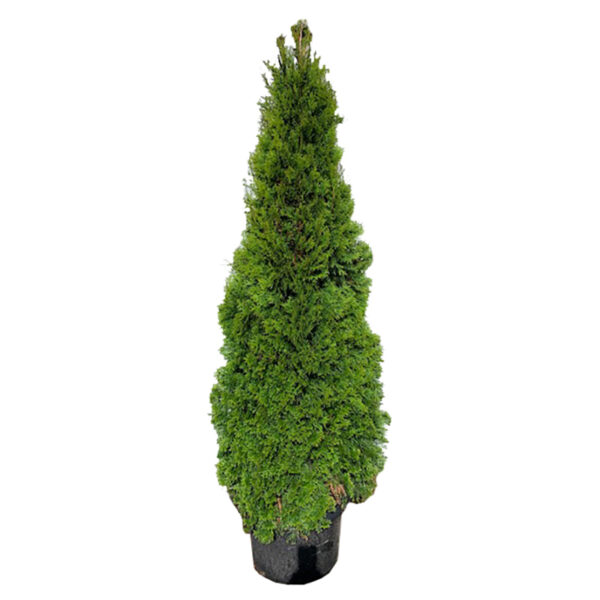 Emerald Green Arborvitae #10 gallon pot