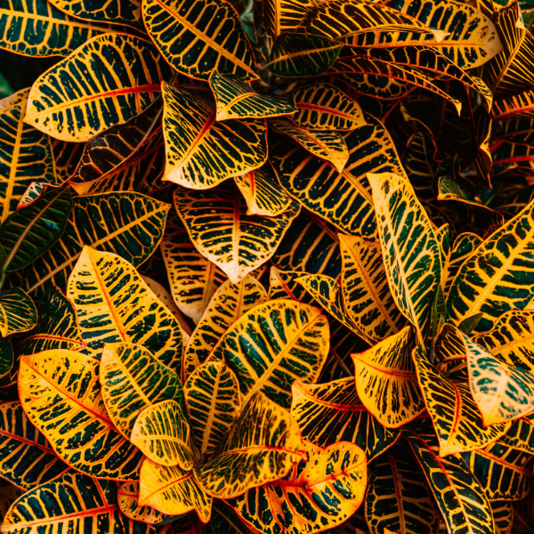 Croton foliage