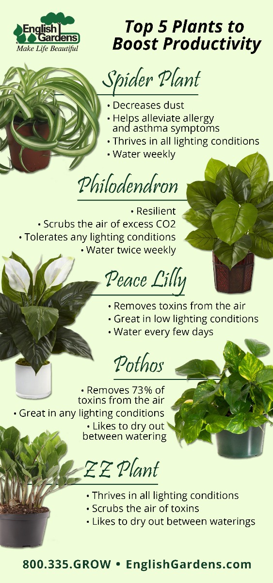 Top 5 Plants for the Office