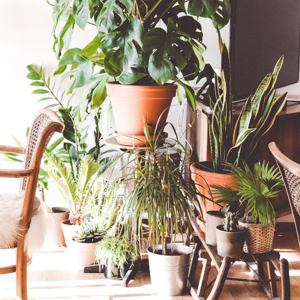 House Plant Decor