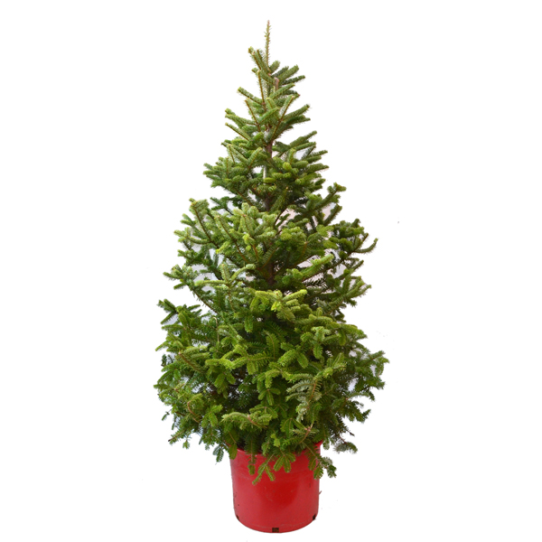 Christmas Ornaments