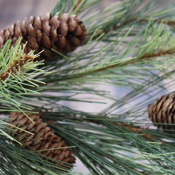 Christmas Ornaments