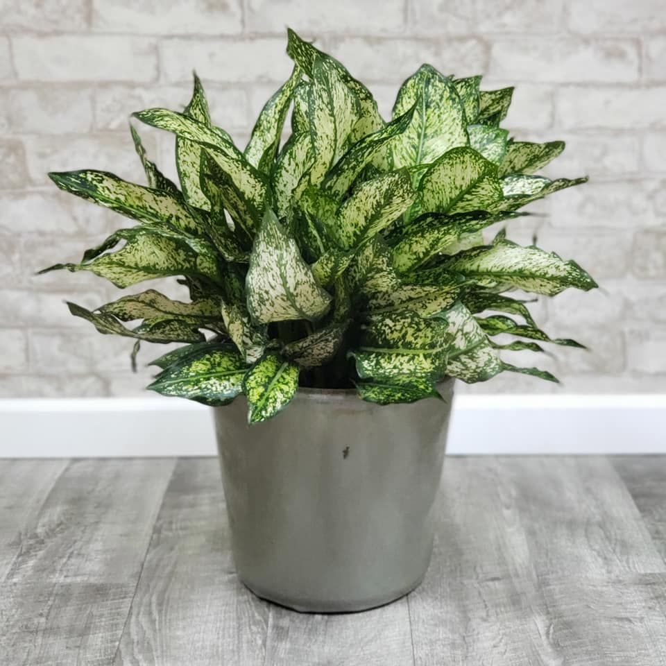 Chinese Evergreen