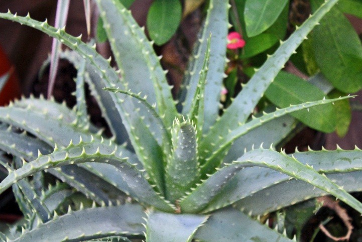 Aloe