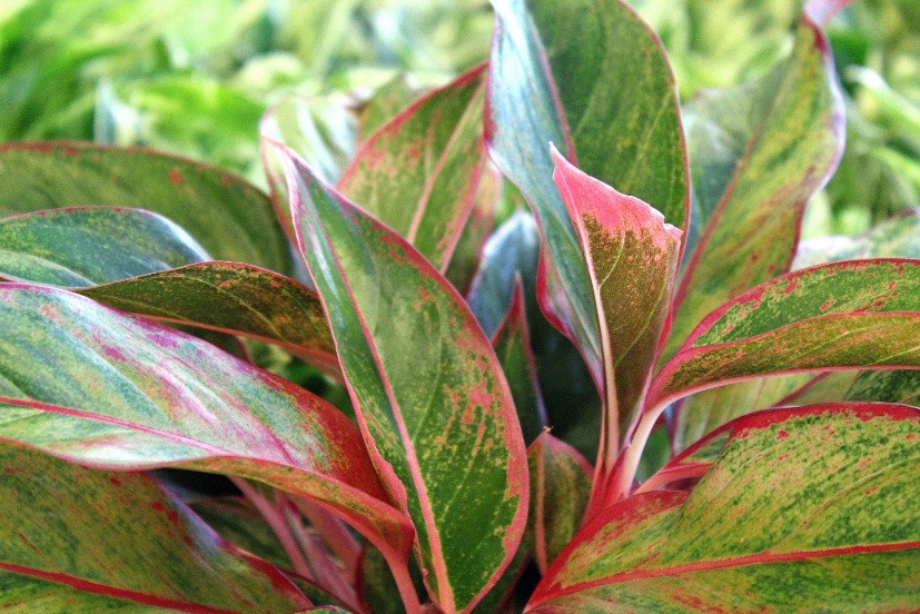 Aglaonema Siam 