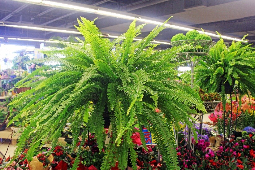 Boston Fern