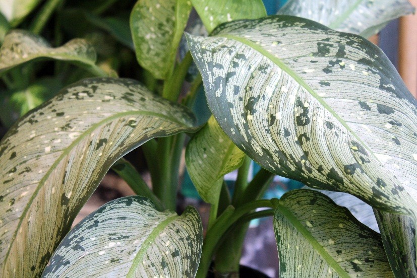 Chinese Evergreen