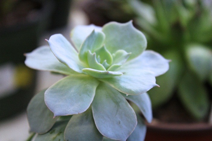 Echeveria