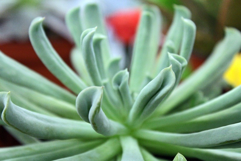 Succulent