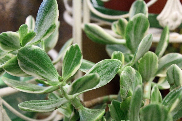 Jade Plant