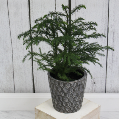 Norfolk Pine