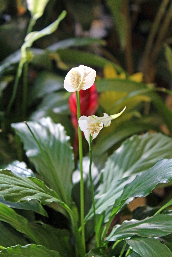 Peace Lily