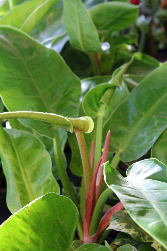 Philodendron