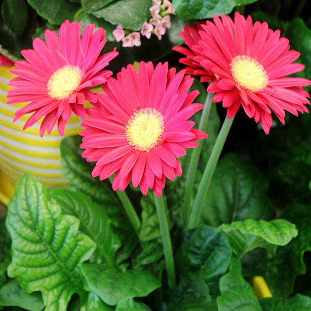 Pink Gerbera Daisy