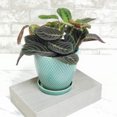 Prayer Plant