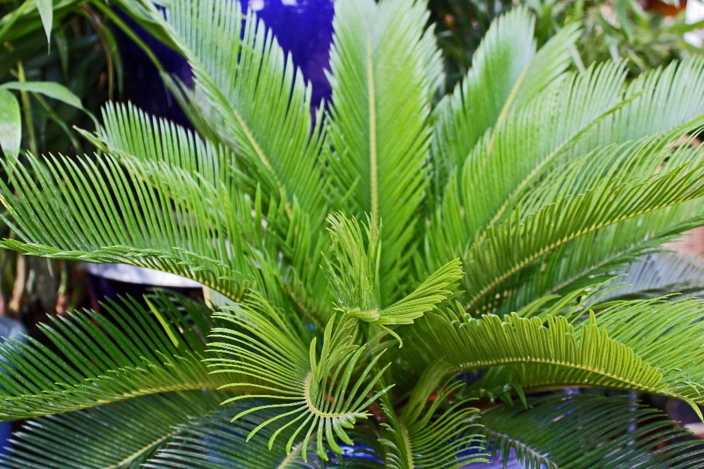 Sago Palm
