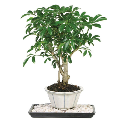 Schefflera