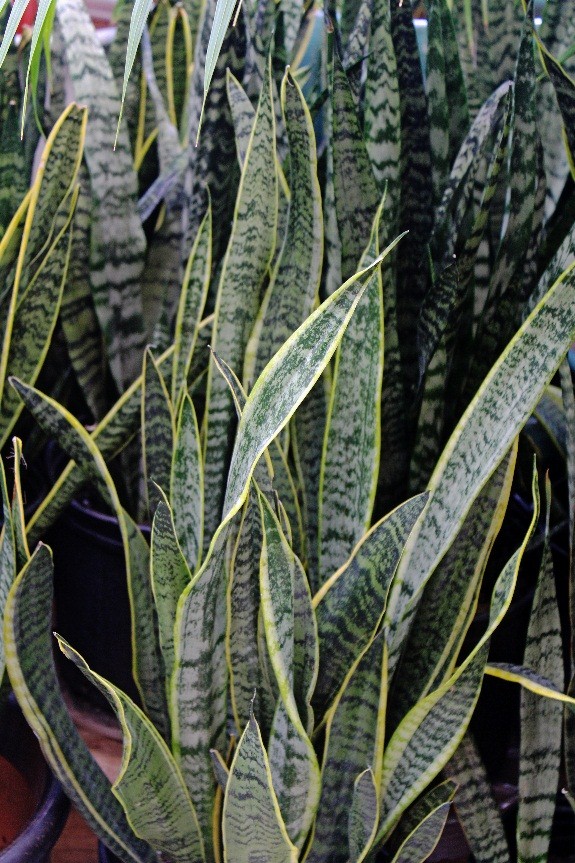 Snake Plant