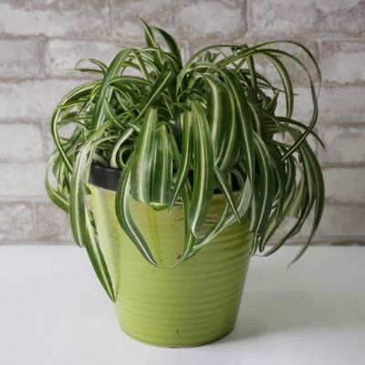 Spider Plant