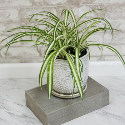 Spider Plant