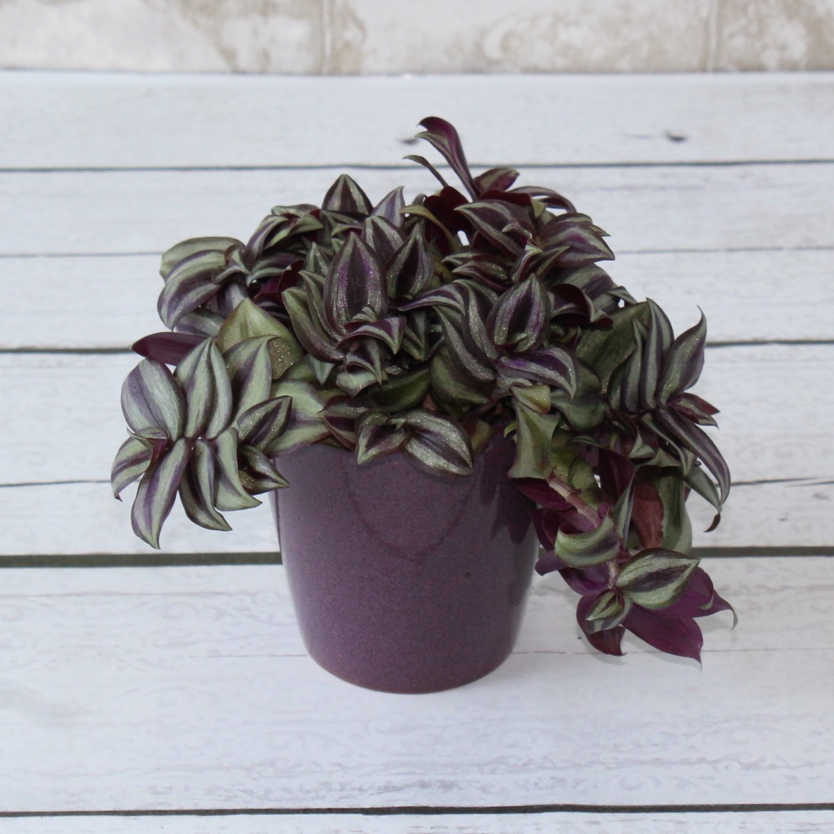Wandering Jew