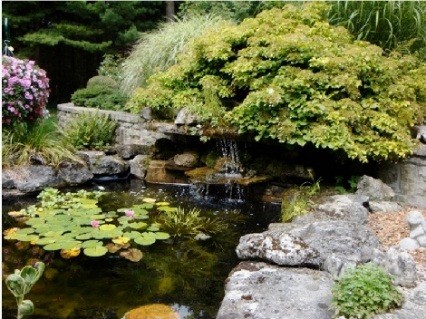 Water Feature, Pond with Lily Pads