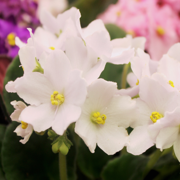 White African Violets