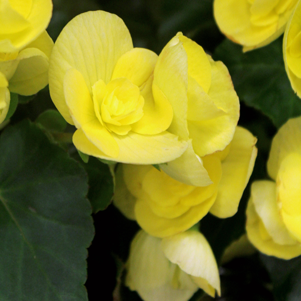 Yellow Begonia