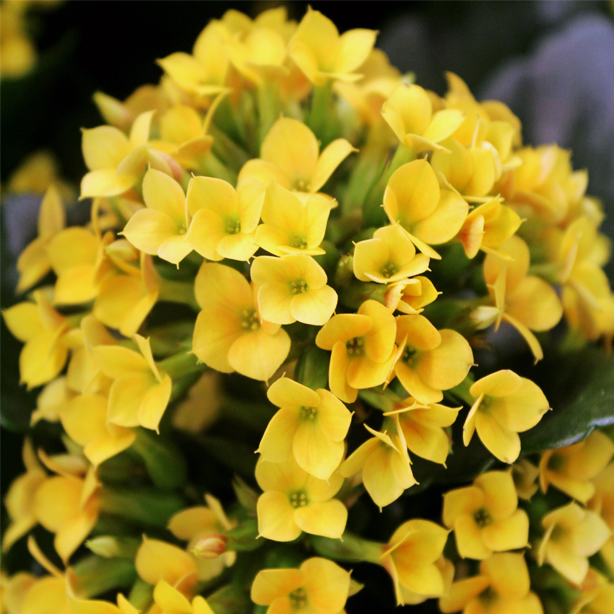 Yellow Kalanchoe
