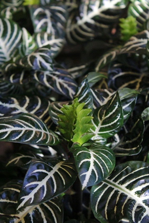 Zebra Plant