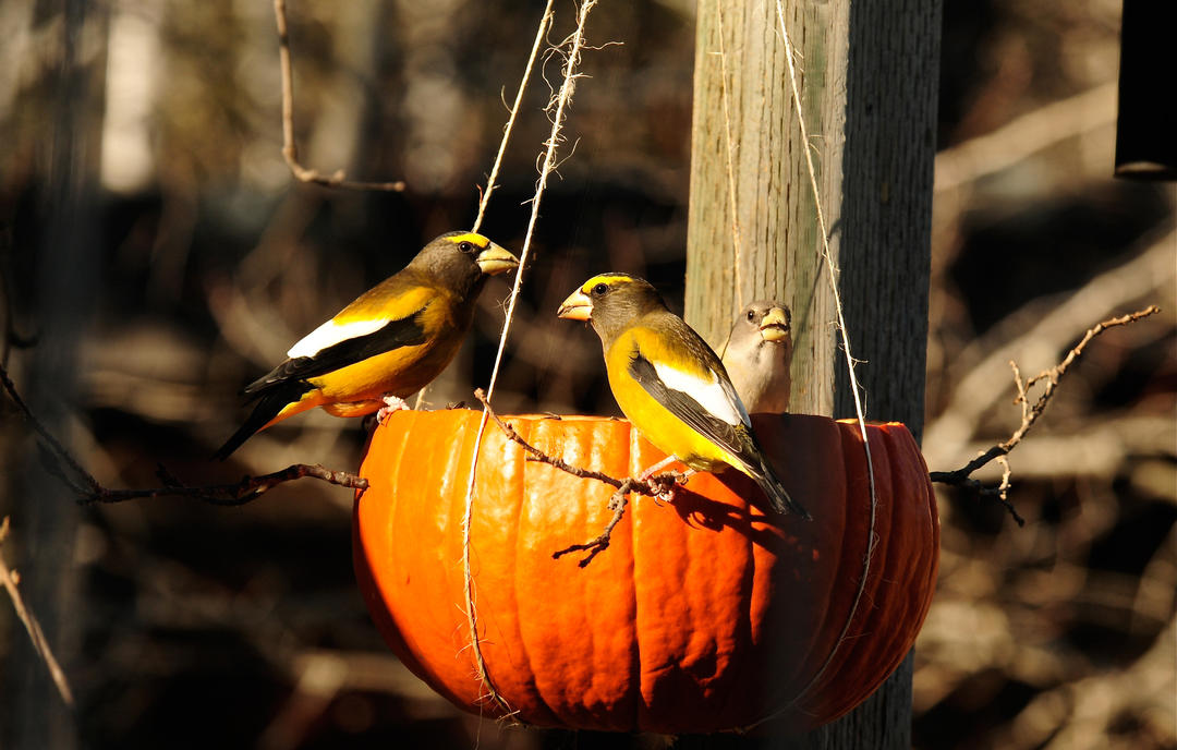 Pumpkin bird feeder