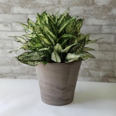 Chinese Evergreen