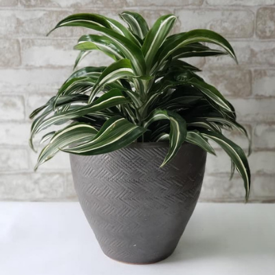 Dracaena