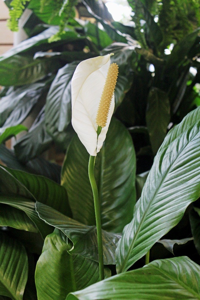Peace Lily