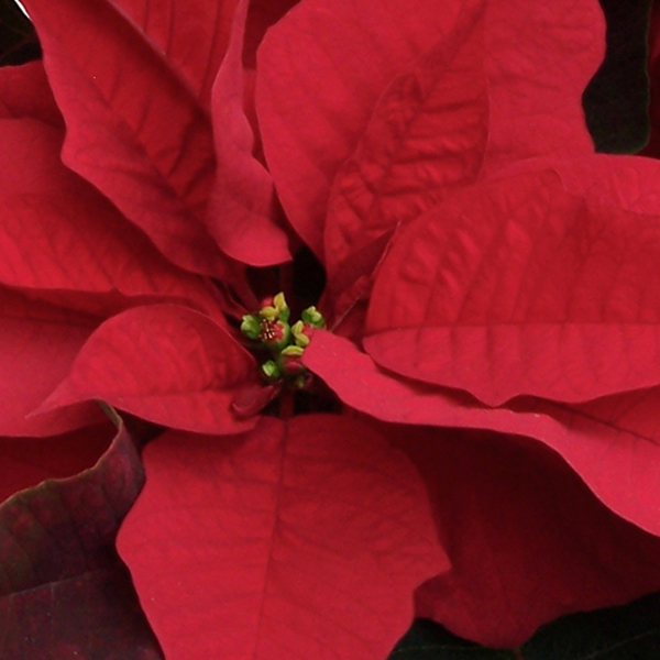 Christmas Ornaments
